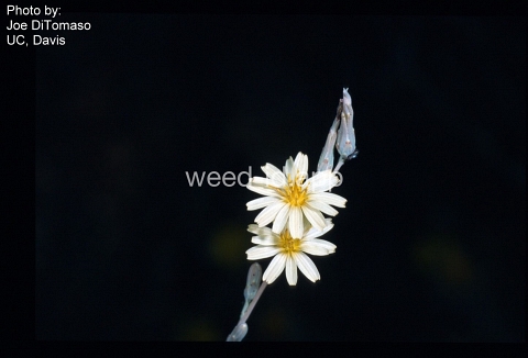 lettuce, willowleaf